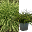 1 Carex Evercream Ornamental Grass Plant, Evergreen Hardy Perennial Sedge, 2 Litre Root Ball