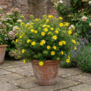 Potentilla Goldfinger Hardy Yellow Flowering Shrub Plant (2L Pot)