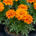 Marigold Durango Tangerine Plant (2L Pot)