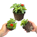 Calibrachoa Cabaret Early Orange Plants (Set of 3 or 6)