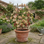 1 Grape Vitis Supernova Pink Plant, Outdoor Hardy Grape Vine for Garden, 3 Litre Root-Ball