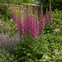 Digitalis Dalmatian Purple Plant (2L Pot)