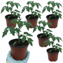 Tomato Premio Variety Plants (Set of 3 or 6)