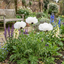3 Papaver Orientale Royal Wedding Poppy Plants, Garden Ready Hardy Perennial, 1 Litre Root Ball