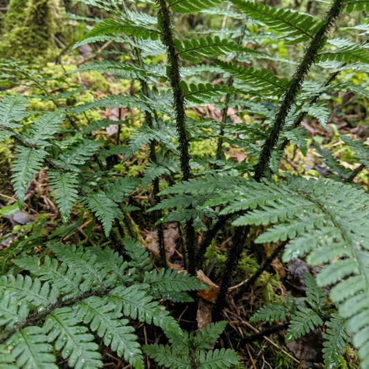 Shaggy wood fern with dark scaly stems and glossy green fronds in damp woodland