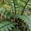 Set of 3 or 6 Dryopteris Atrata Wood Fern Plants, Hardy Evergreen Perennial Ferns for Shade, Outdoor Garden Ready, 1 Litre Root-Ball