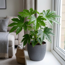Fatsia Japonica Paper Plants