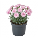 Cottage Pinks Dianthus Candy Floss Plants