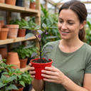 Zimbabwe Black Plants (Set of 3 or 6)