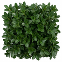 Euonymus Microphyllus Evergreen Hedge Plants