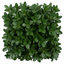 1 Euonymus Microphyllus Evergreen Hedge Plant, Hardy Low Maintenance Garden Shrub, 17cm Root-Ball