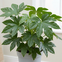 Fatsia Japonica Paper Plants