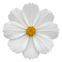 Cosmos Apollo White Plant (5L Pot)