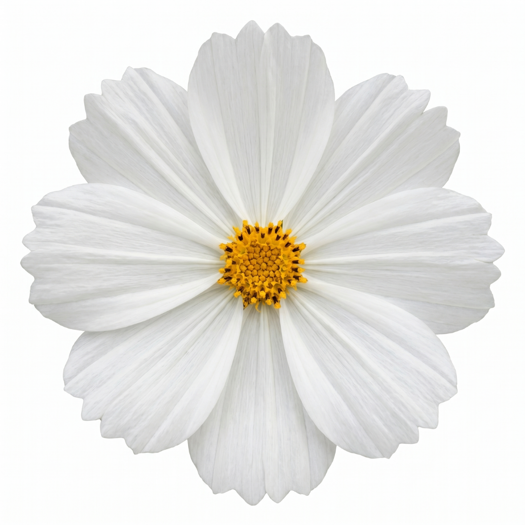 Cosmos 'Apollo White' – Summer Bedding (5L Pot)
