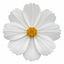 1 Large Plant - Cosmos Apollo White, Ready to Plant in Your Garden, 5L Pot
