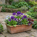Primula Little Queen Violet Plants (Set of 3 or 6)