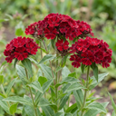 Lychnis Atrosanguinea ‘Rose Campion’ Hardy Cottage Garden Perennial Plants (Set of 3 or 6)