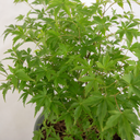 3 Litre Green Leaf Acer Tree, Nursery Pots, Outdoor Garden
