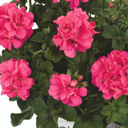 Geranium Sunflair Linda Pink Plants (Set of 3 or 6)