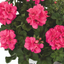 Set of 3 or 6 Large Plants - Geranium Sunflair Linda Pink, Ready to Plant in Your Garden