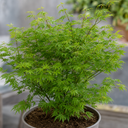 3 Litre Green Leaf Acer Tree, Nursery Pots, Outdoor Garden