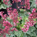 Heuchera Berry Timeless Plant (2L Pot)