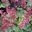 Heuchera Berry Timless