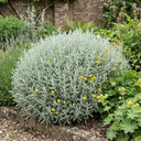 Santolina Chamaecyparissus Cotton Lavender Plants