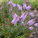 1 Large, Garden Ready Plant - Hebe Mrs Winder (Shrubby Veronica), 17cm / 2L Pot