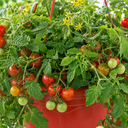 Tumbling Tom Red Trailing Tomato Plants