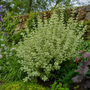 Ligustrum Argenteum Plant (2L Pot)