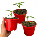Grow Your Own Chilli Pepper Apache Plants (Set of 3 or 6)