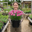 Dianthus Shirley Temple Plants