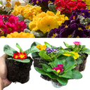 Primrose Growers Selection Plant
