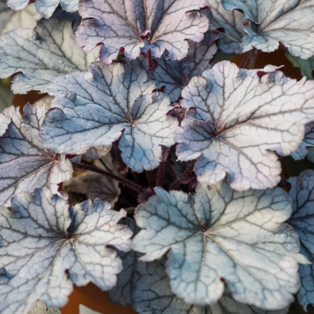 Heuchera 'Huckleberry' (Coral Bells) – Evergreen Perennial (2L Pot)