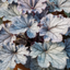 Heuchera Huckleberry