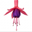 Fuchsia Beacon Plants