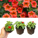 Calibrachoa Cabaret Early Orange Plants (Set of 3 or 6)