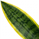 Sansevieria Superba Snake Plants