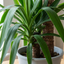 1 Yucca Elephantipes Spineless Yucca Cane Plant, Easy Care Indoor Tropical Houseplant, 2 Litre Root Ball
