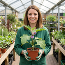Grow Your Own Aubergine Meatball Plants (Set of 3 or 6)