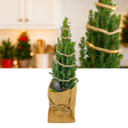 Christmas tree in sack with lights Plant