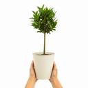 2L Bay Tree, Laurus Nobilis, Evergreen Culinary Herb, Pots