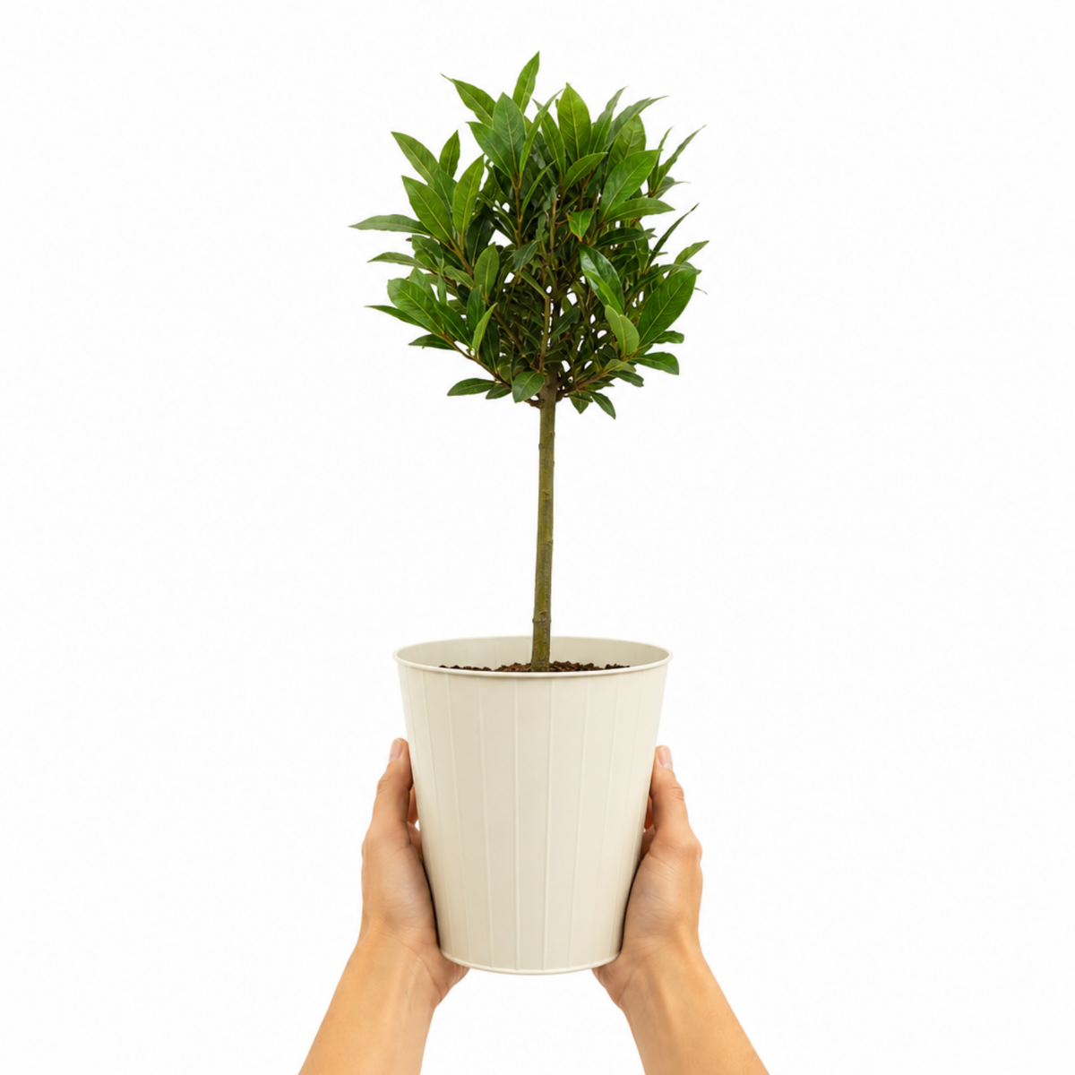 Bay Tree (Laurus nobilis) – Evergreen Culinary Herb (2L Pot)