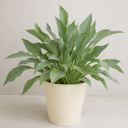 3Ltr Hosta Tears from Heaven, Shade Perennial, Nursery Pots