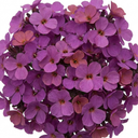 Erysimum Bowles Mauve Evergreen Wallflower Plants (Set of 3 or 6)