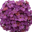 Set of 3 or 6 Erysimum Bowles Mauve Evergreen Hardy Perennial Wallflower Plants, Outdoor Garden Ready, 1 Litre / 11cm Root-Ball