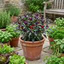 Grow Your Own Chilli Pepper Gusto Purple Plants (Set of 3 or 6)