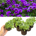 Calibrachoa Cabaret Early Blue Plants (Set of 3 or 6)