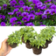 Set of 3 or 6 Large Plants - Calibrachoa Cabaret Early Blue, Outdoor Garden Ready